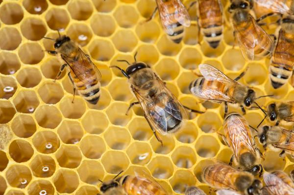 Beekeeping Basics - Fayetteville Public Library